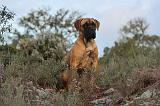 CANE CORSO 155